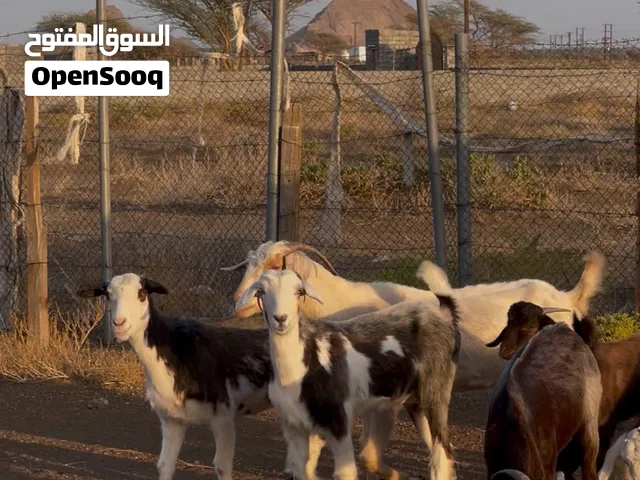 حلال للبيع أسعار مناسبه