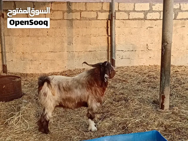 تيس للبيع السمنه فووول
