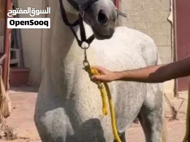 للبيع حصان