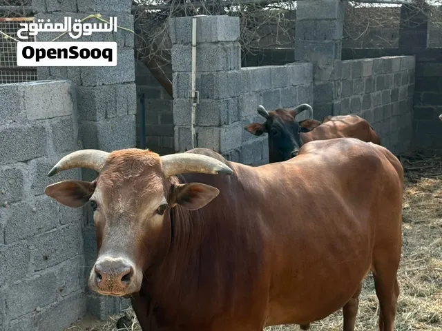 ثور ما شاء الله للبيع