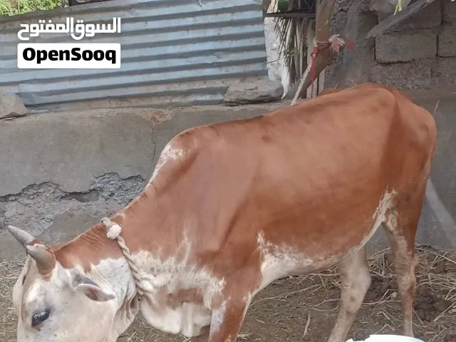 حلال طيب للبيع وسمين  مطعوم من الجبل