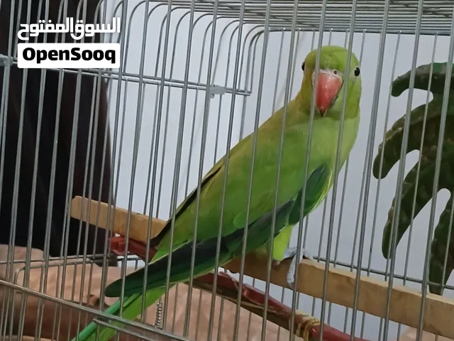 ببغاء جامبو الدره صحه ونضافه ممتازه