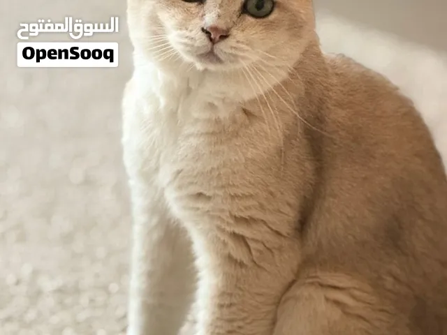 عائلة من 3 للتبني