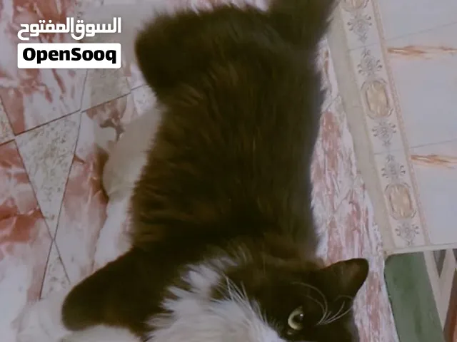 قطه للبيع ب100 وبيها مجال