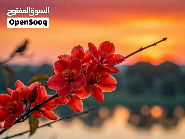 شركة تجارة عامة للبيع