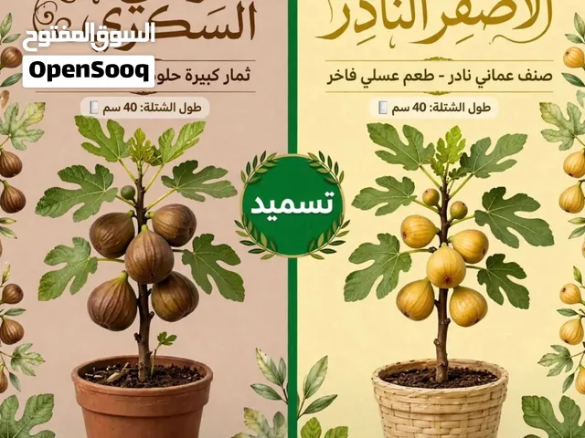 سماد سائل سمكي عضوي ممتاز وشتلات تين