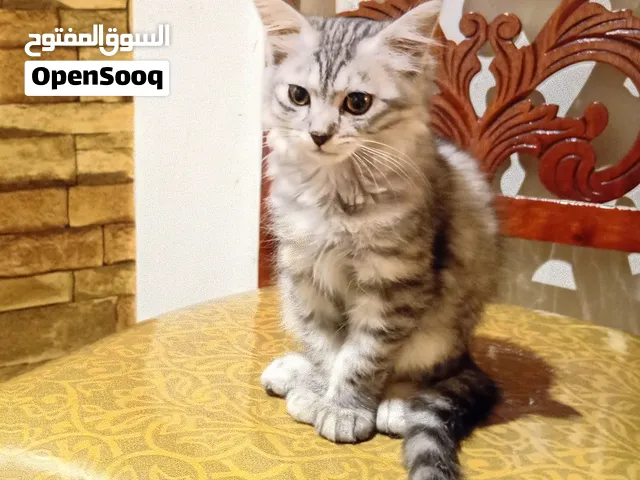 للبيع قط سلڤر تابي