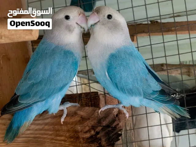 طيور روز للبيع 25 الف ريال في عدن