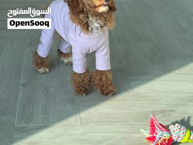 Toy Poodle
