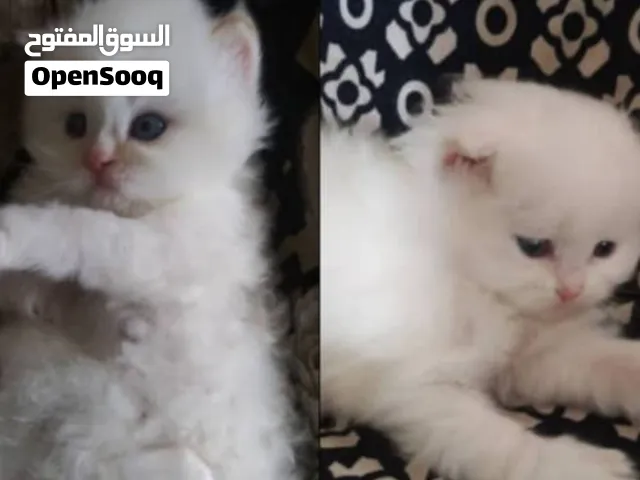 هملايا اورنج اناث عمر35 يوم