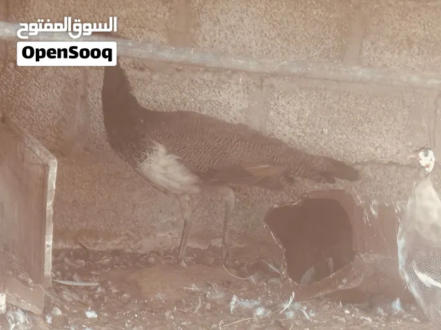 طاوس اقرأ الوصف