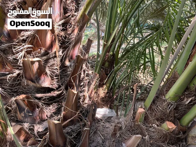 فسائل برحي حر للبيع