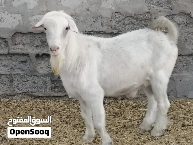 فحل من حلال الرحوب الاصل أبيض خالص