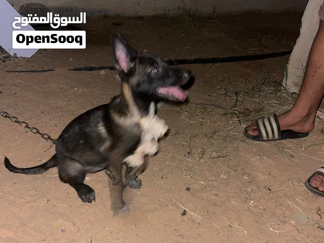 مينوا مغنجه