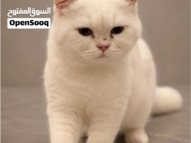Pure British shorthair Riyadh Saudi Arabia Male