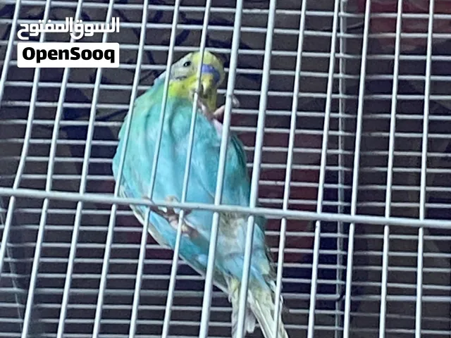 طيور حب تركيبات قويه