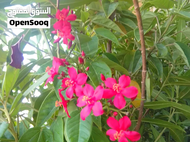 تشجير نباتات