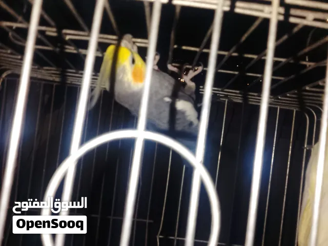 مطلوب اناثي كوكتيل