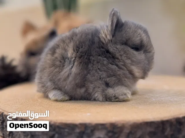 أرنب انقلش انقورا والقزم وهولاند لوب و هوتوت - English Angora ,Dwarf,Holland lop & Hotot