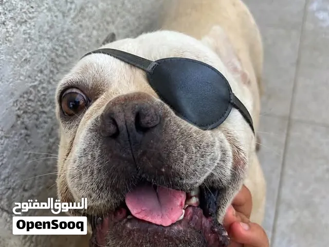 - للحجز -للبيع فرينش بولدوغ مستوى عالمي و شامل التوصيل 3ذكور و 2 اناث: