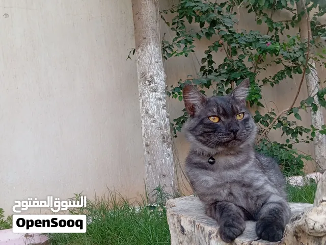 قط شيرازي لتبني