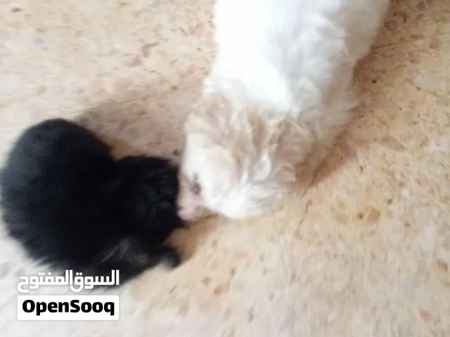 جراوي جريفون بيور للبيع