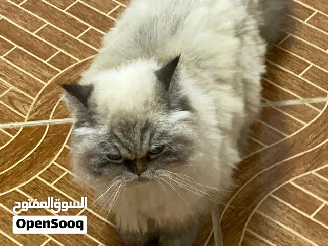 بسه هملايا من بتجنن نضيفه مأخذه جميع المطاعيم بتجنن مشاء الله عيون زرق السعر 60