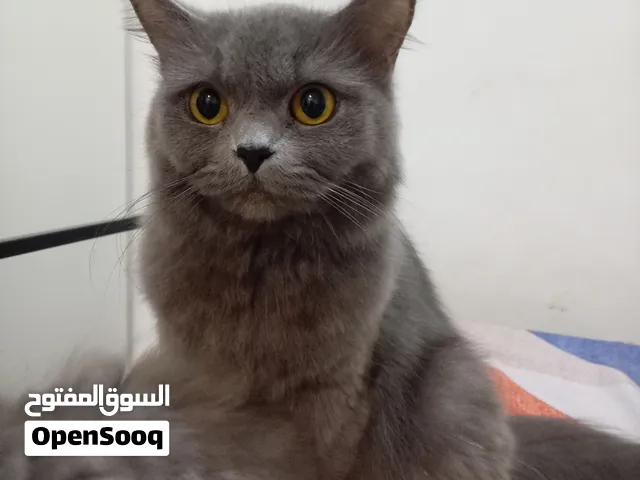 قطط للتبني