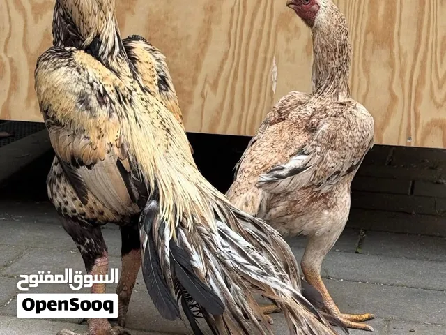 مطلوب اذناب الهند وميوالي شيجرا فروخ