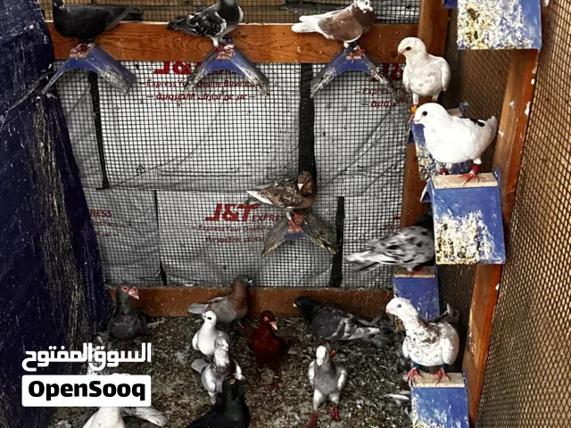 للبيع حمام سوري