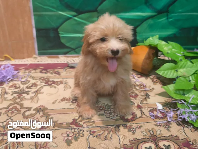 toy maltipoo