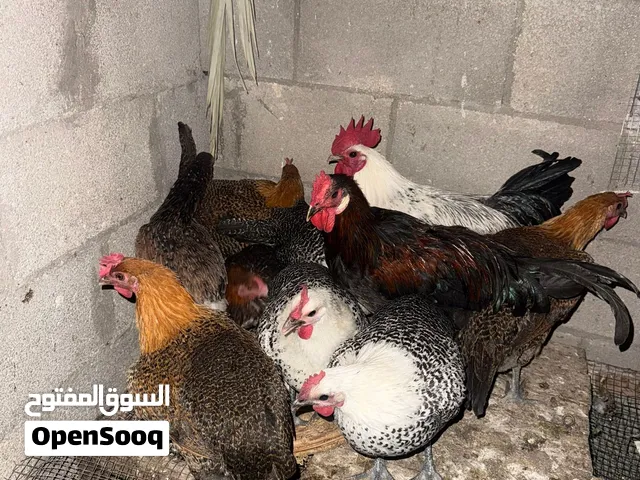 دجاج فيومي ذهبي وفضي من حظ البيع