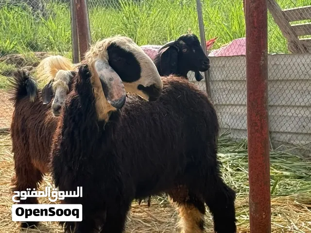 كباشه للبيع