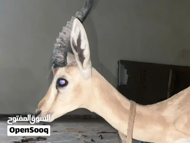 غزال الريم ذكر عمر متوسط