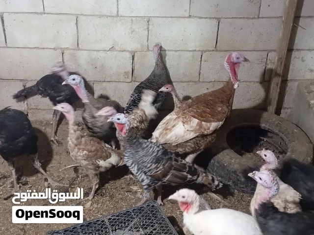 طيور حبش للبيع