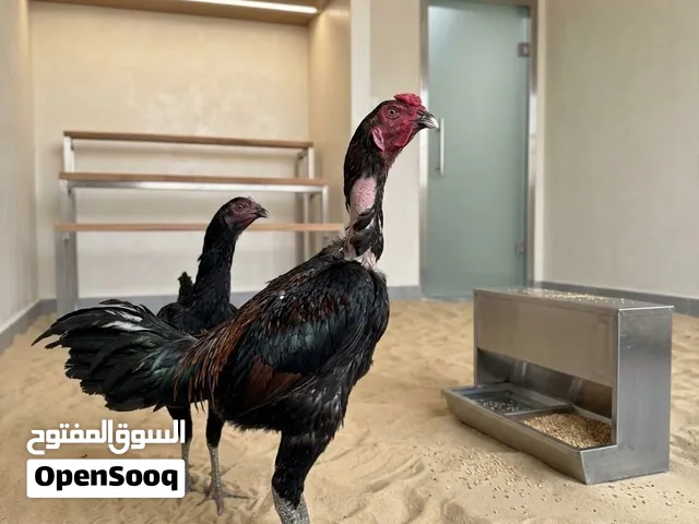 ديك و دياي باكستاني