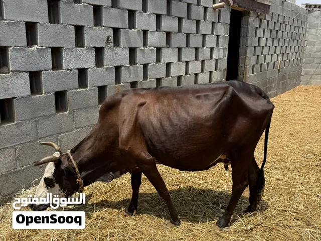 للبيع بقرة ظفارية عشار