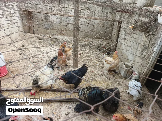 مشروع دجاج كامل متكامل