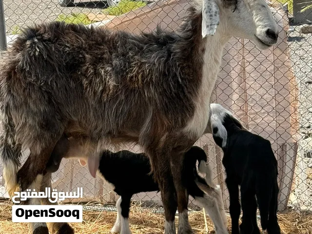 جاعده نجديه تحتها كباشه ثنينه