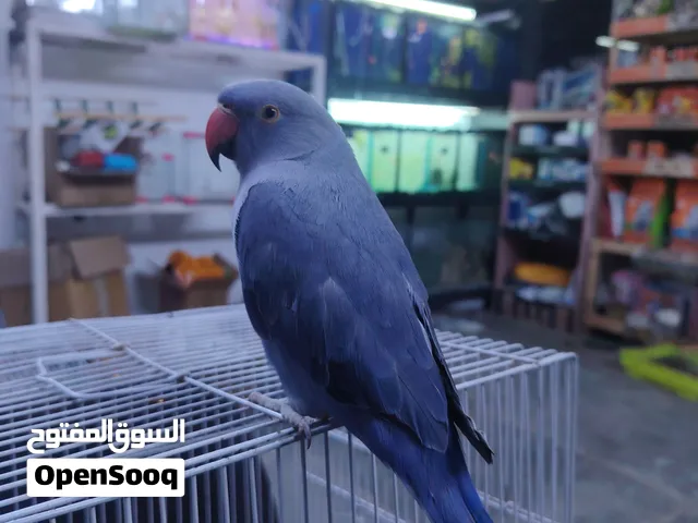 ببغاء دره هندي أنثى أزرق نادر عمر 7 أشهر أليف