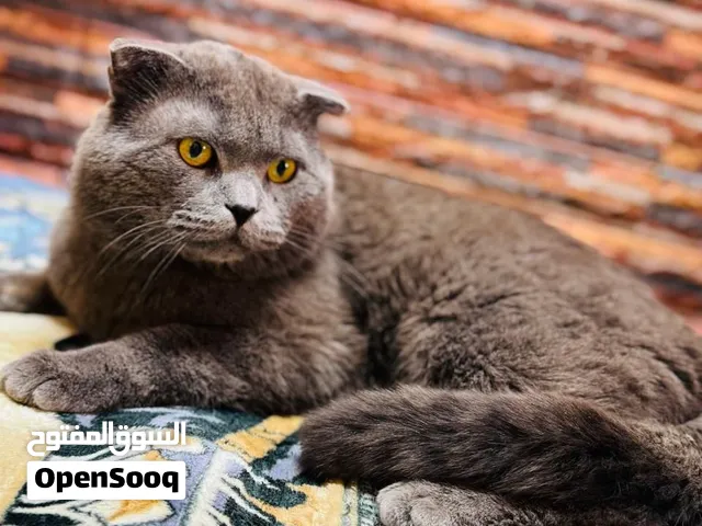 باجيرا سكوتش فولد ماخد كل تطعيماتو لعوب كثير ما بأذي لاطفال معو دفتر تطعيماتو