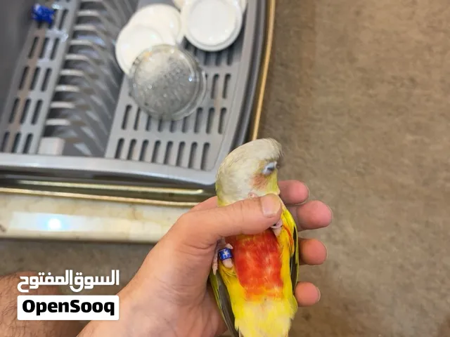 للبيع كنيور ربوه