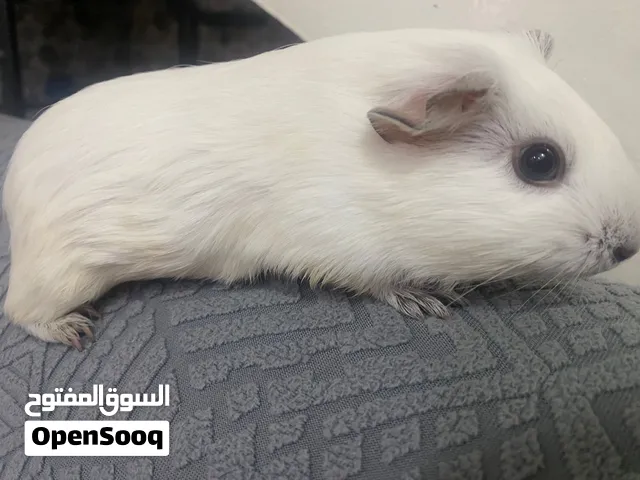 همتارو انثى ابيض