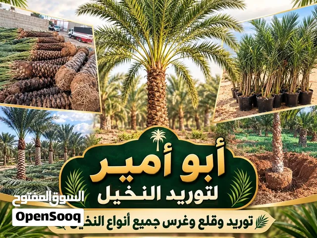 نخل للبيع اخلاص سكري برحي