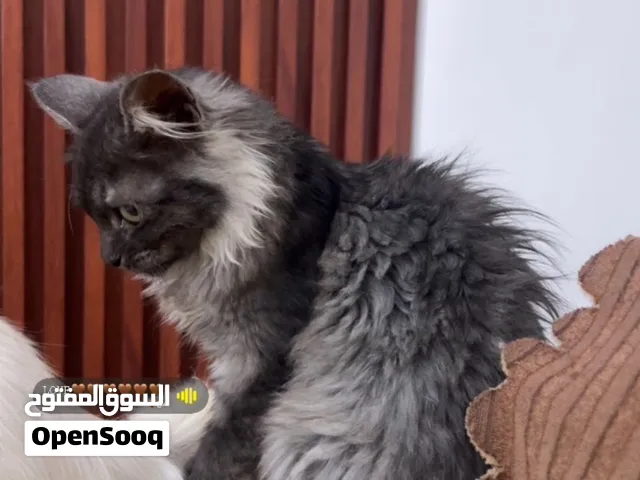 قطط شيرازي للبيع العمر سبعه اشهر
