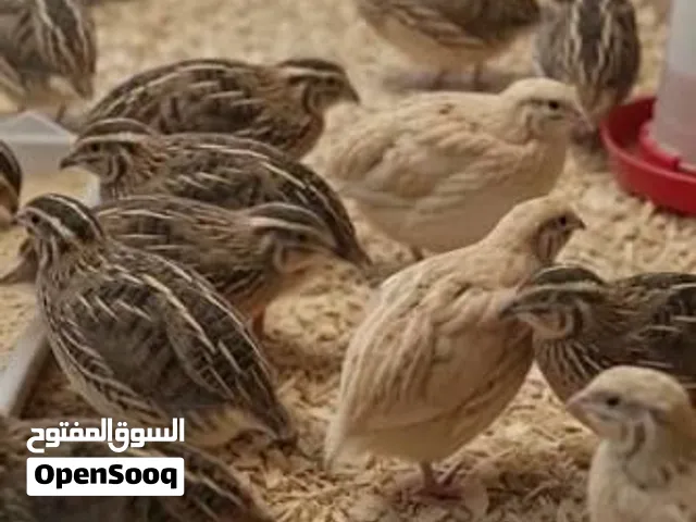 علمتني المصلحة كلشي يعمل تنزيل سعر على بضاعته في النا بلموضوع الحراره والجو الها دور، ممكن تخزين طوي