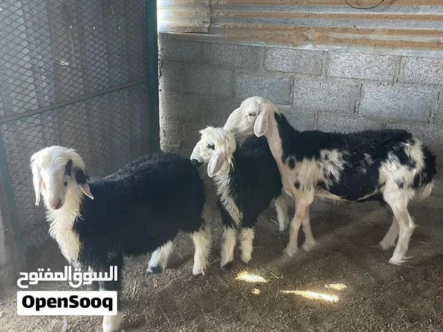 للبيع جاعده وكبش وحمله جمله