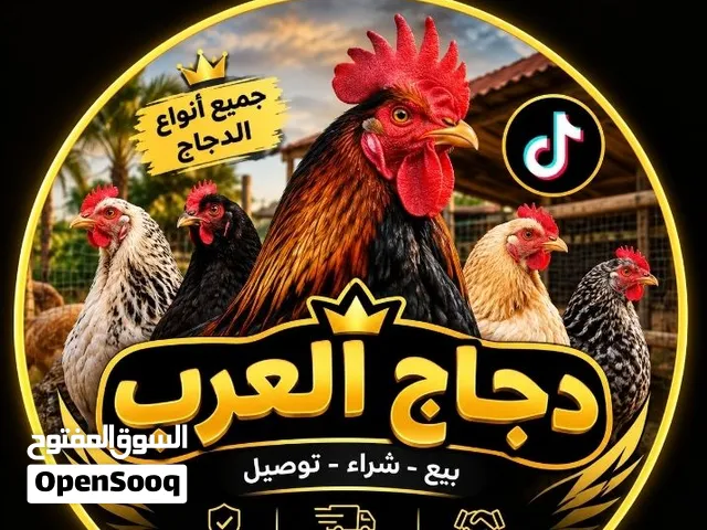 سلام عليكم شبابنه