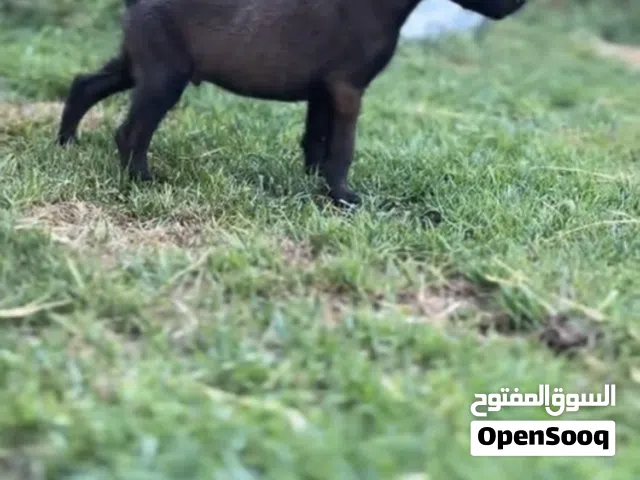 كلب مينوا للبيع