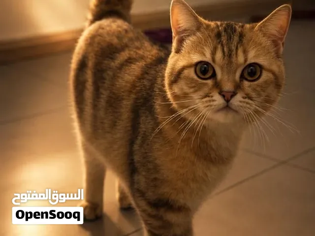 Meet Oranju — a beautiful 8-month-old male British Shorthair (Adoption)